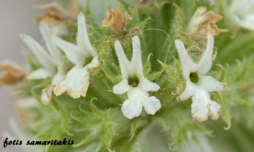 White Horehound