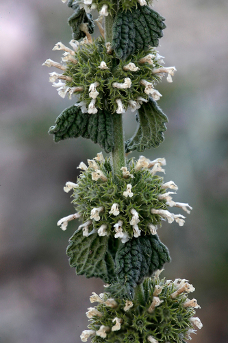 White Horehound