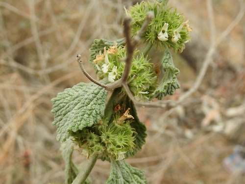 White Horehound