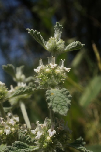 White Horehound