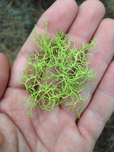 wolf lichen