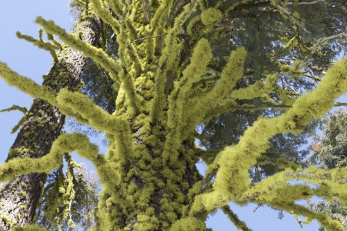 wolf lichen