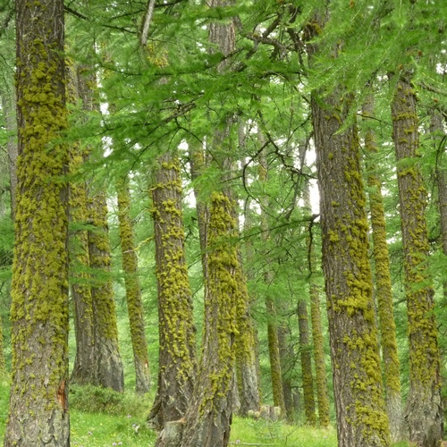 wolf lichen