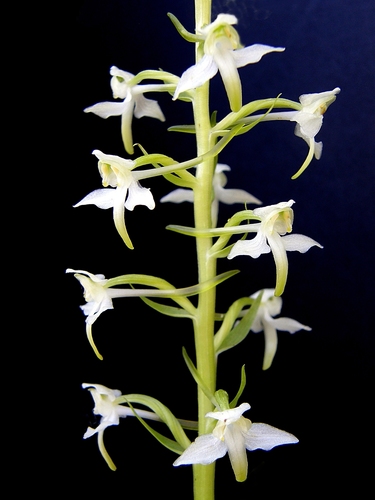 Greater butterfly-orchid