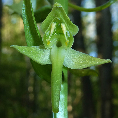 Greater butterfly-orchid