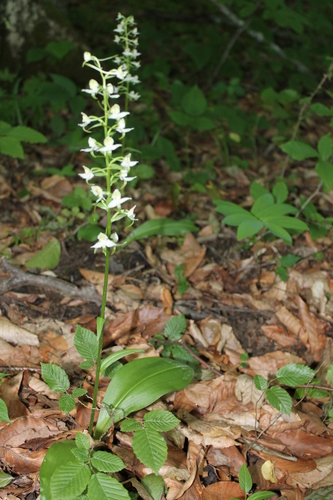 Greater butterfly-orchid