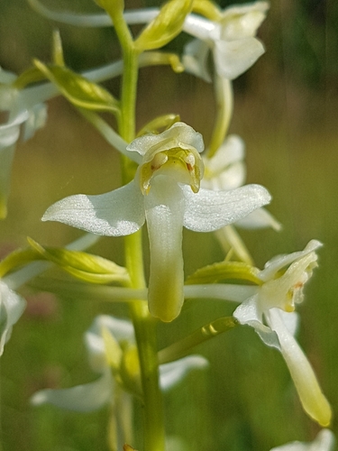 Greater butterfly-orchid
