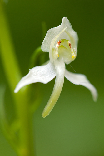 Greater butterfly-orchid