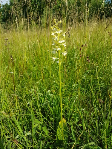 Greater butterfly-orchid