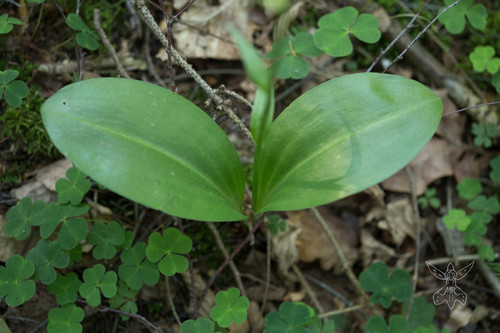 Greater butterfly-orchid