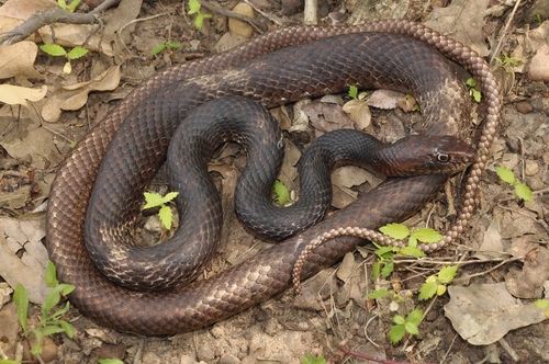 Coachwhip