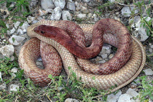 Coachwhip