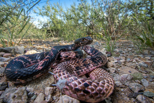 Coachwhip