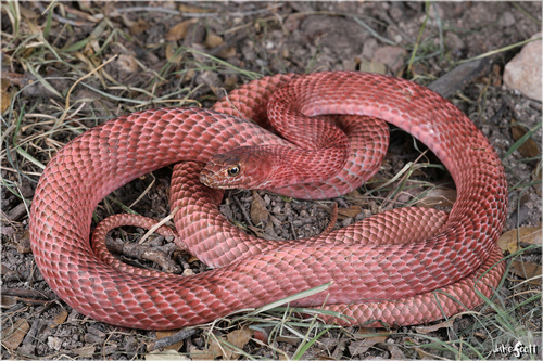 Coachwhip