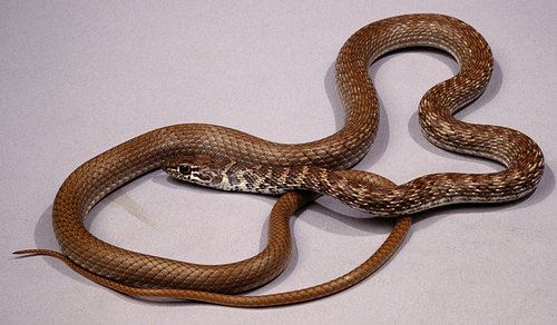 Coachwhip