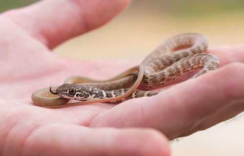 Coachwhip