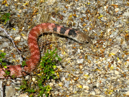 Coachwhip