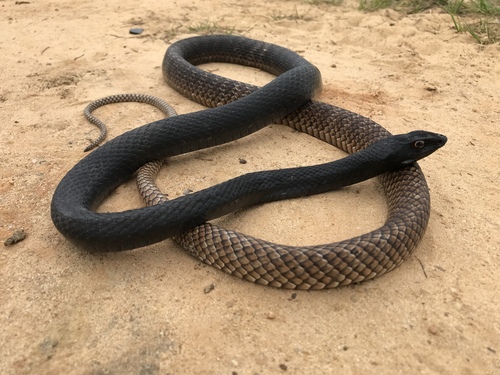 Coachwhip