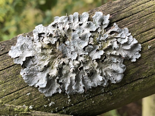 Netted shield lichen