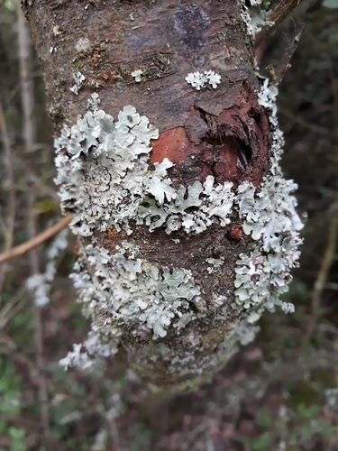 Netted shield lichen