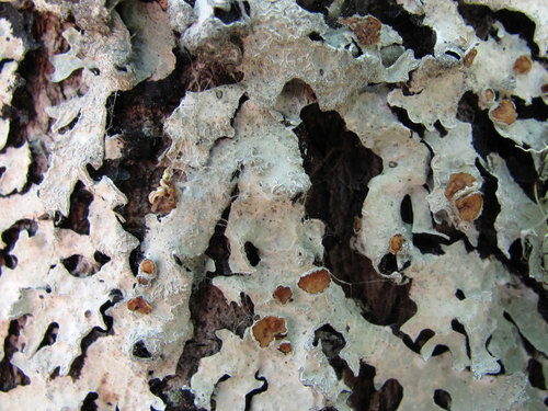 Netted shield lichen