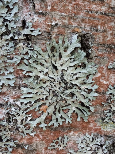 Netted shield lichen