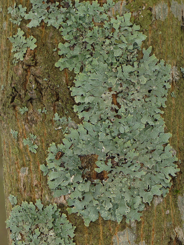 Netted shield lichen