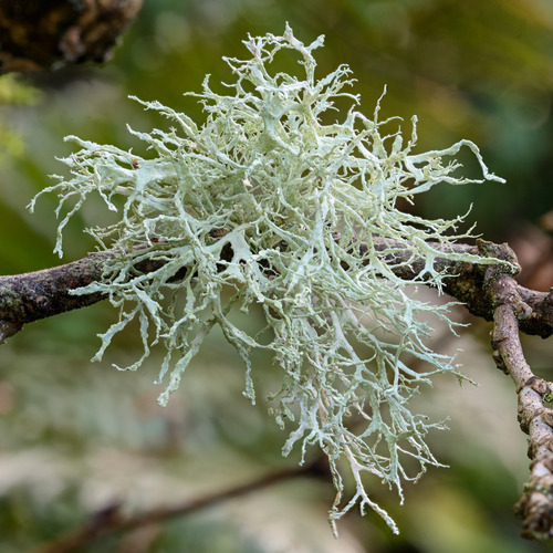Farinose Cartilage Lichen