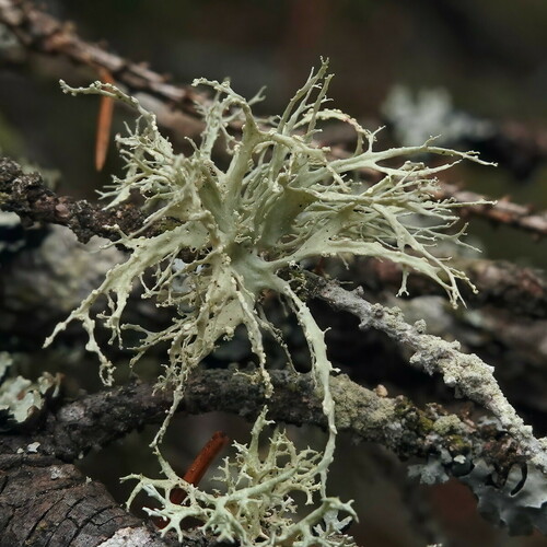 Farinose Cartilage Lichen