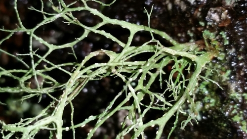 Farinose Cartilage Lichen