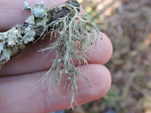 Farinose Cartilage Lichen