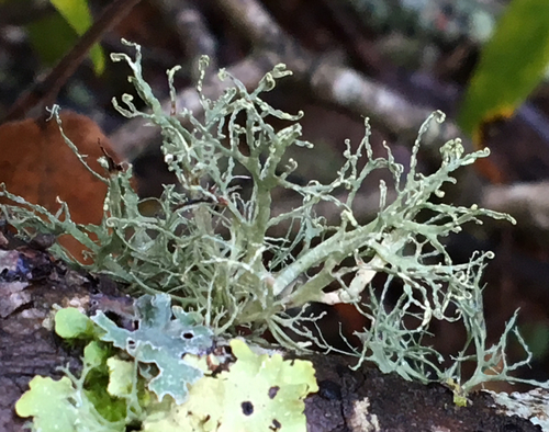Farinose Cartilage Lichen