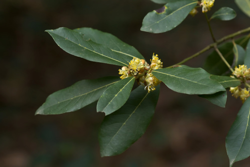 Bay laurel
