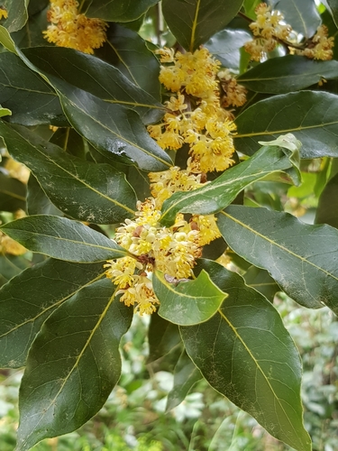 Bay laurel