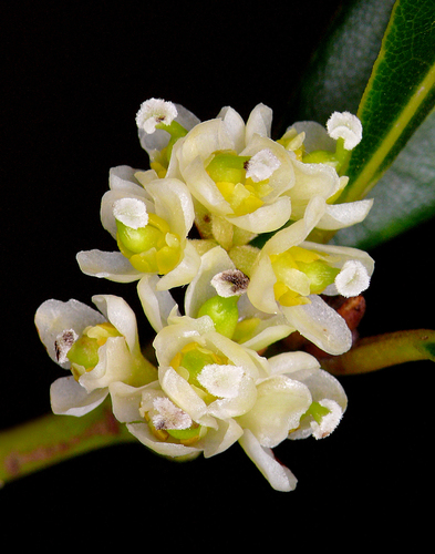 Bay laurel