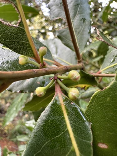 Bay laurel