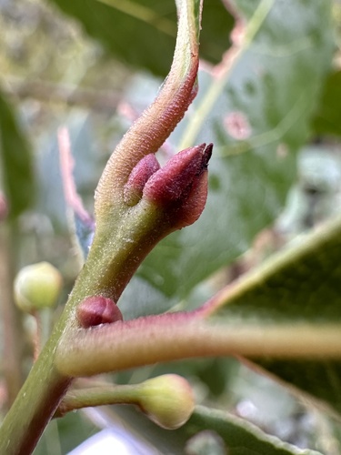 Bay laurel