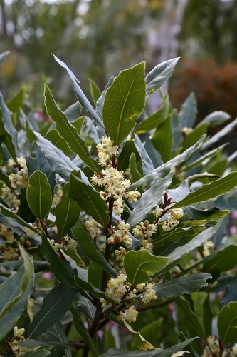 Bay laurel