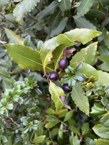 Bay laurel