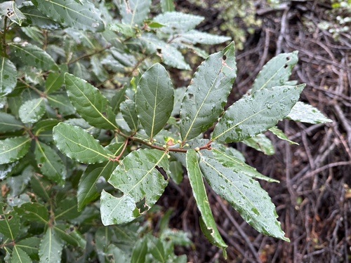 Bay laurel