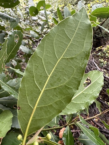 Bay laurel