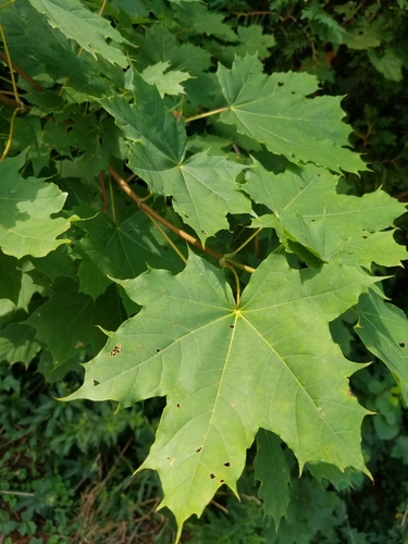 Norway maple