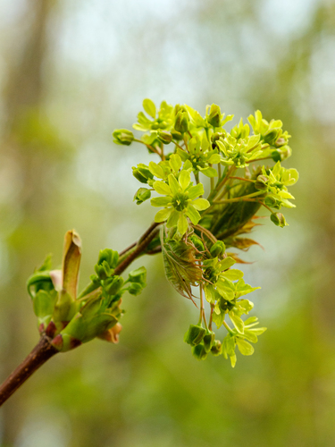 Norway maple