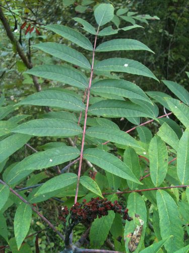 smooth sumac