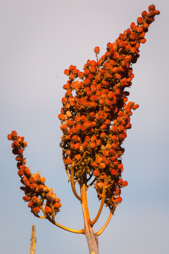 smooth sumac