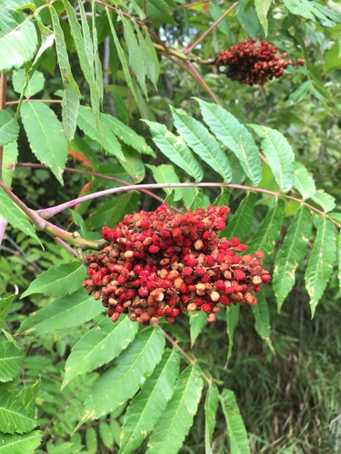 smooth sumac