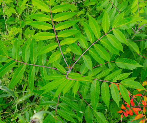 smooth sumac