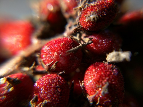 smooth sumac