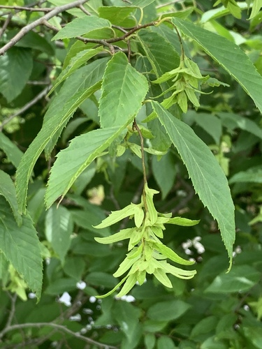 American hornbeam