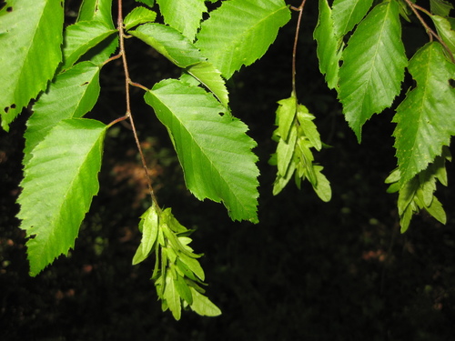 American hornbeam